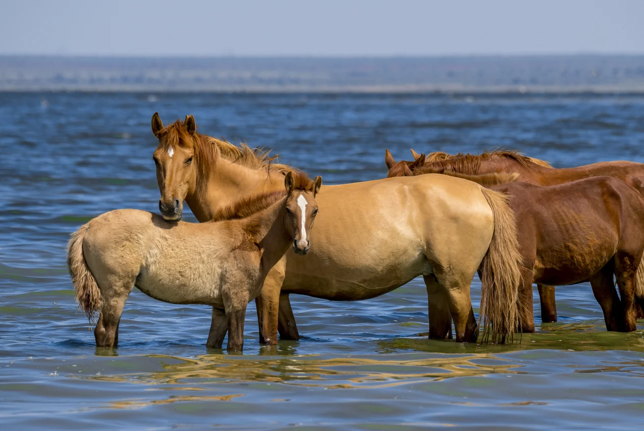 Horses on the lake. Southeast Kazakhstan