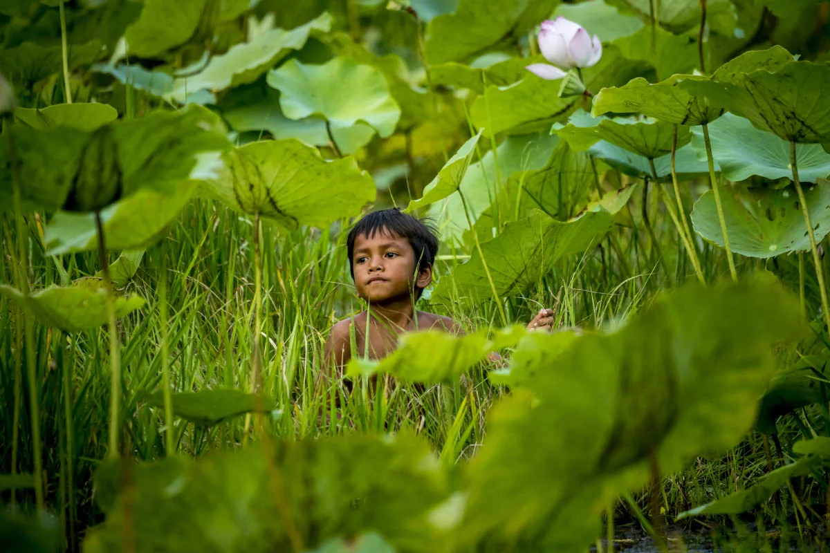 In a lotus field, Cambodia