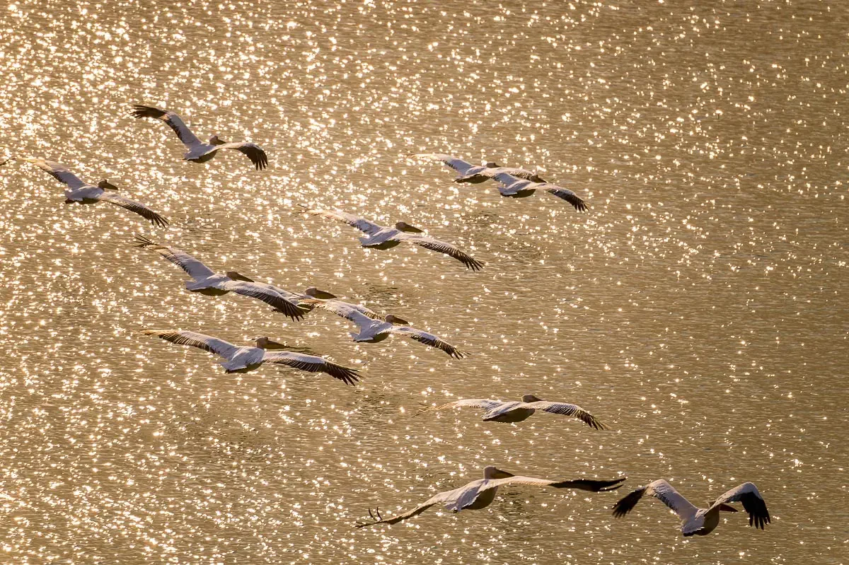 Great white pelicas (Pelecanus onocrotalus) on the Ili river