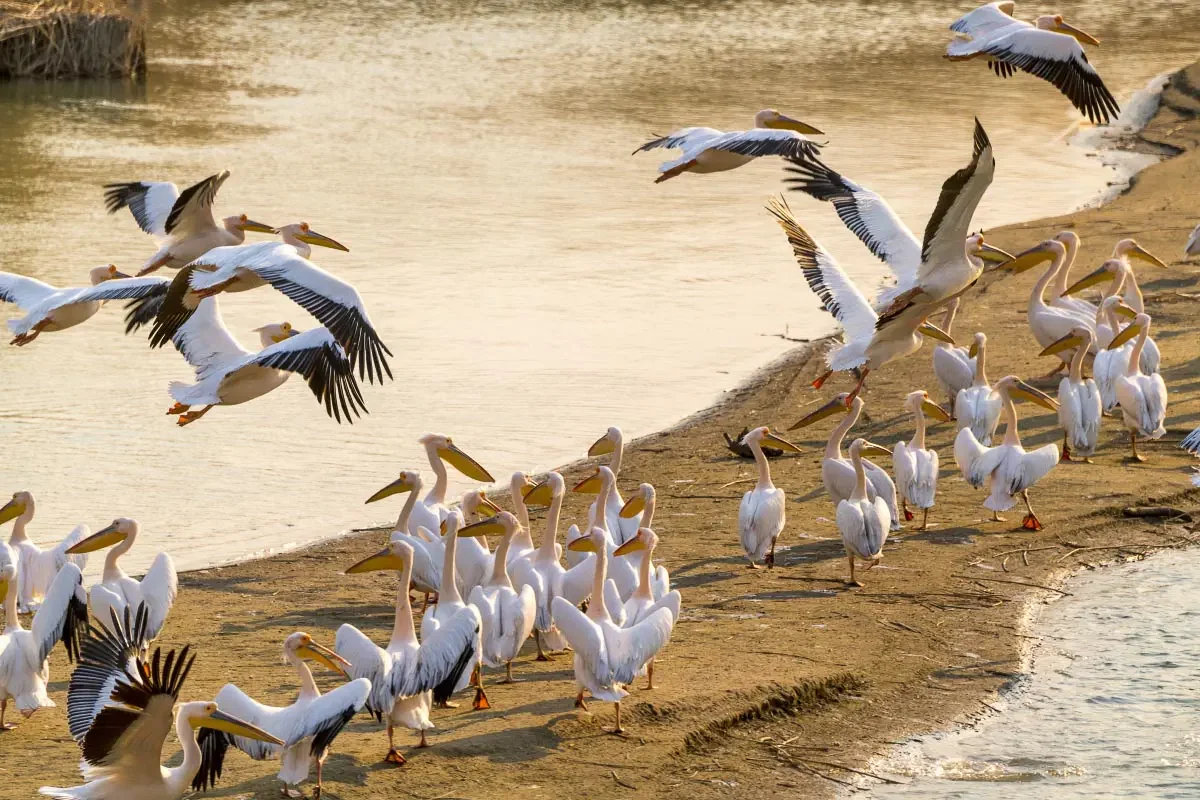 Розовые пеликаны (Pelecanus onocrotalus) на реке Или