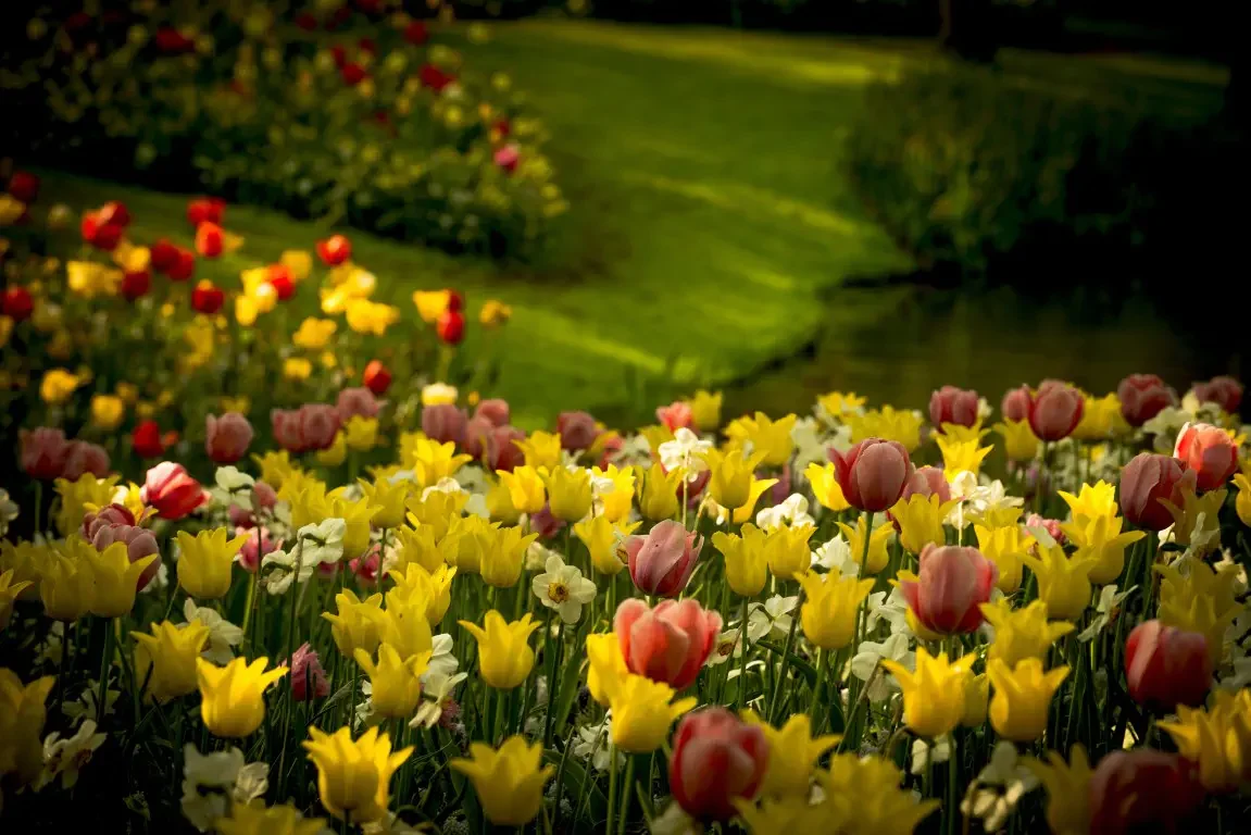 Park of tulips Keukenhof. Lisse, Nederland
