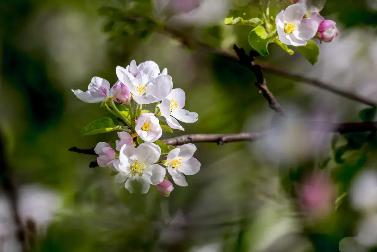 Flowering Malus sieversii (Northern Tien Shan)