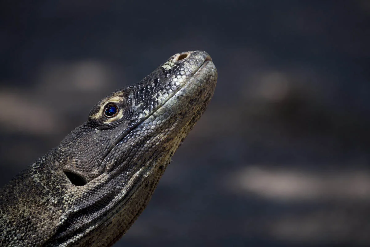 Комодский варан (лат. Varanus komodoensis). Национальный парк Комодо, остров Ринча, Индонезия