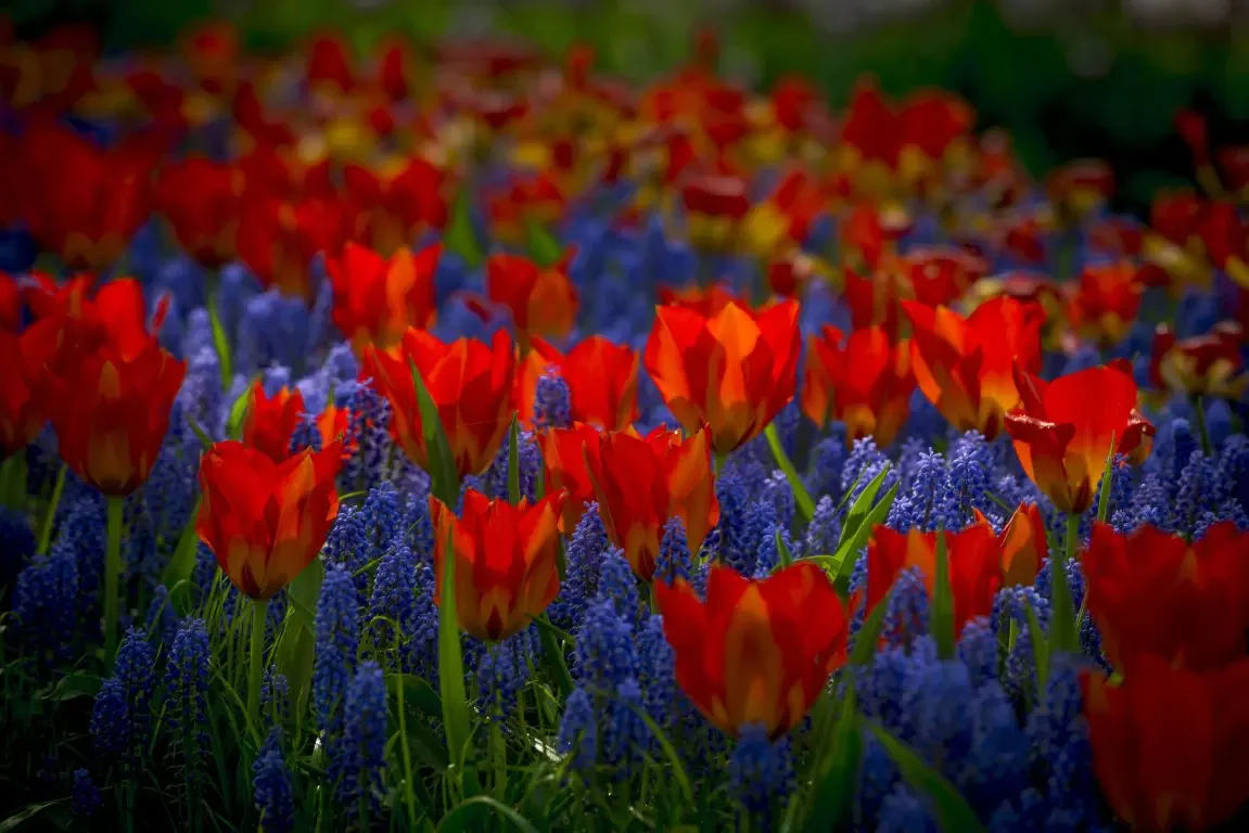 Park of tulips Keukenhof. Lisse, Nederland