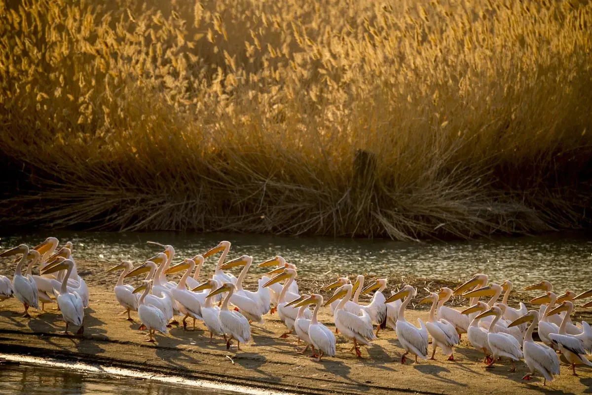 Great white pelicas (Pelecanus onocrotalus) on the Ili river