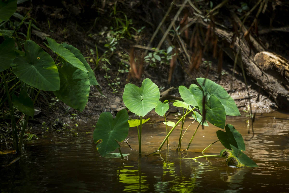 Phnom Kulen National Park, Cambodia