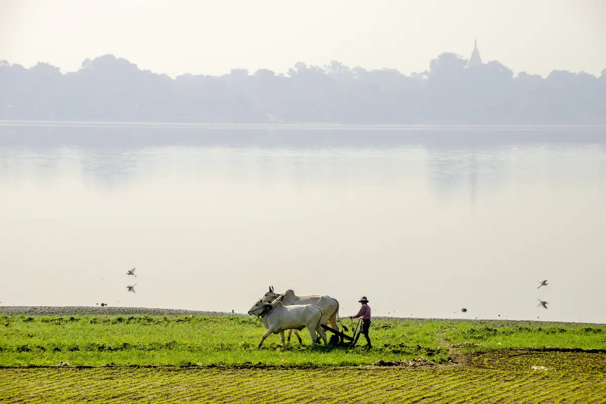 On the bank of the Irrawaddy river