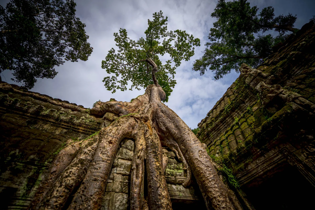 Ta Prohm, Cambodia