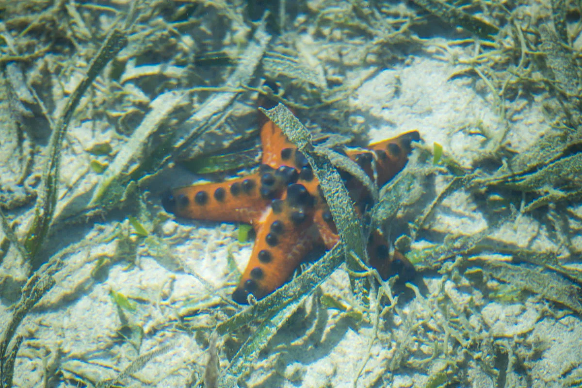 Underwater fauna of the Komodo Islands