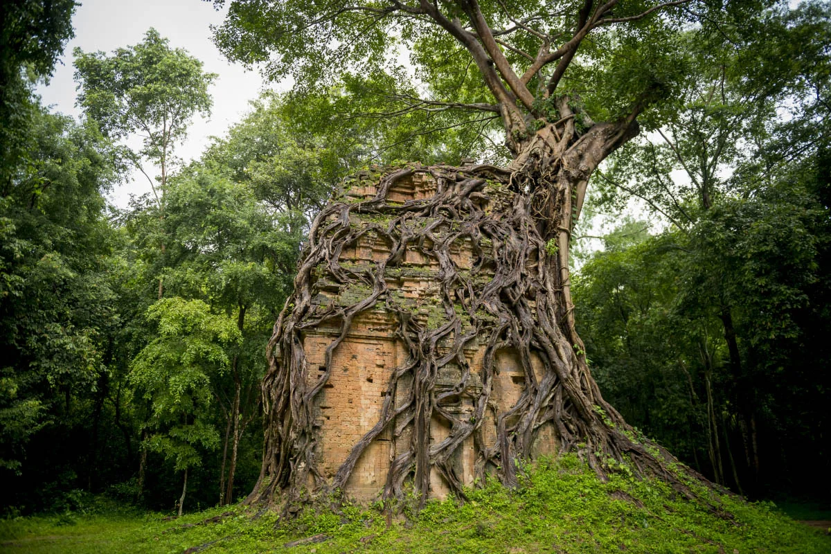 The strangler fig devours ancient ruins. Northern Cambodia