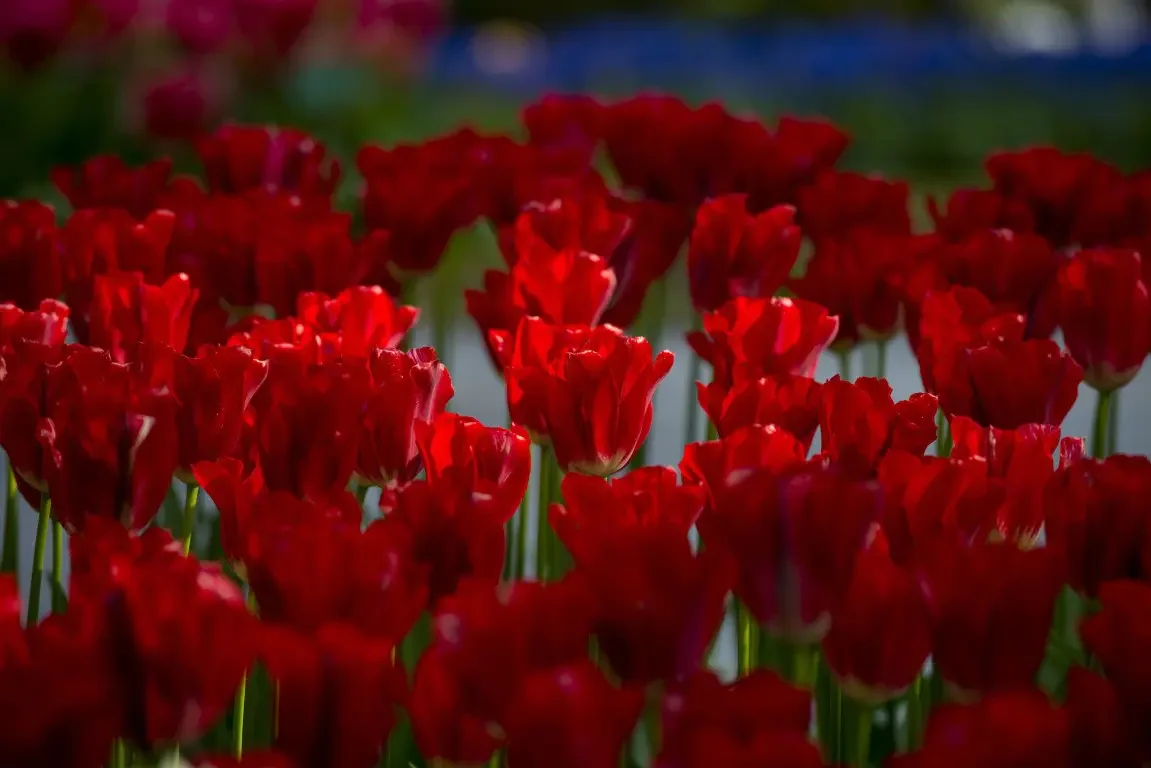 Park of tulips Keukenhof. Lisse, Nederland