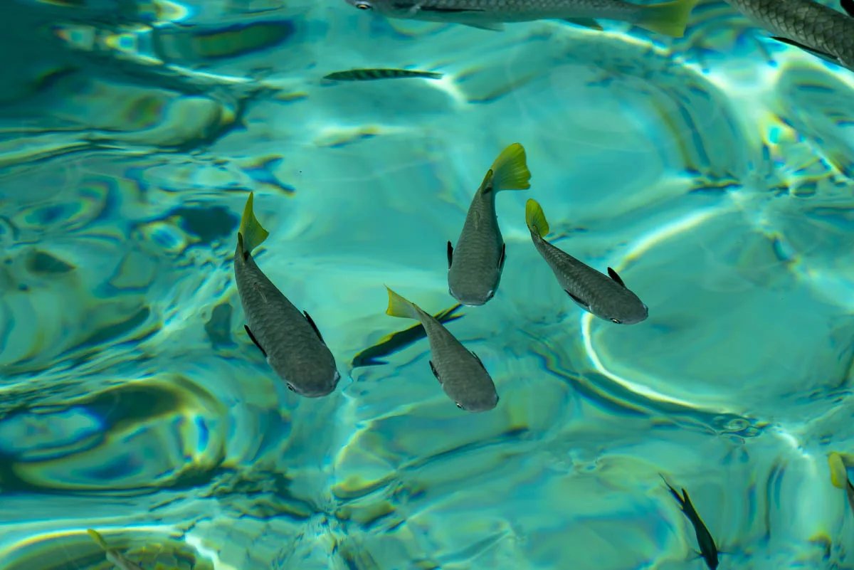 Underwater fauna of the Komodo Islands