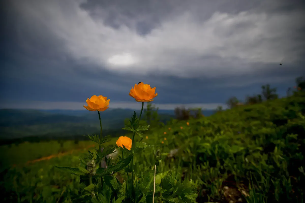 Ore Altai, East Kazakhstan