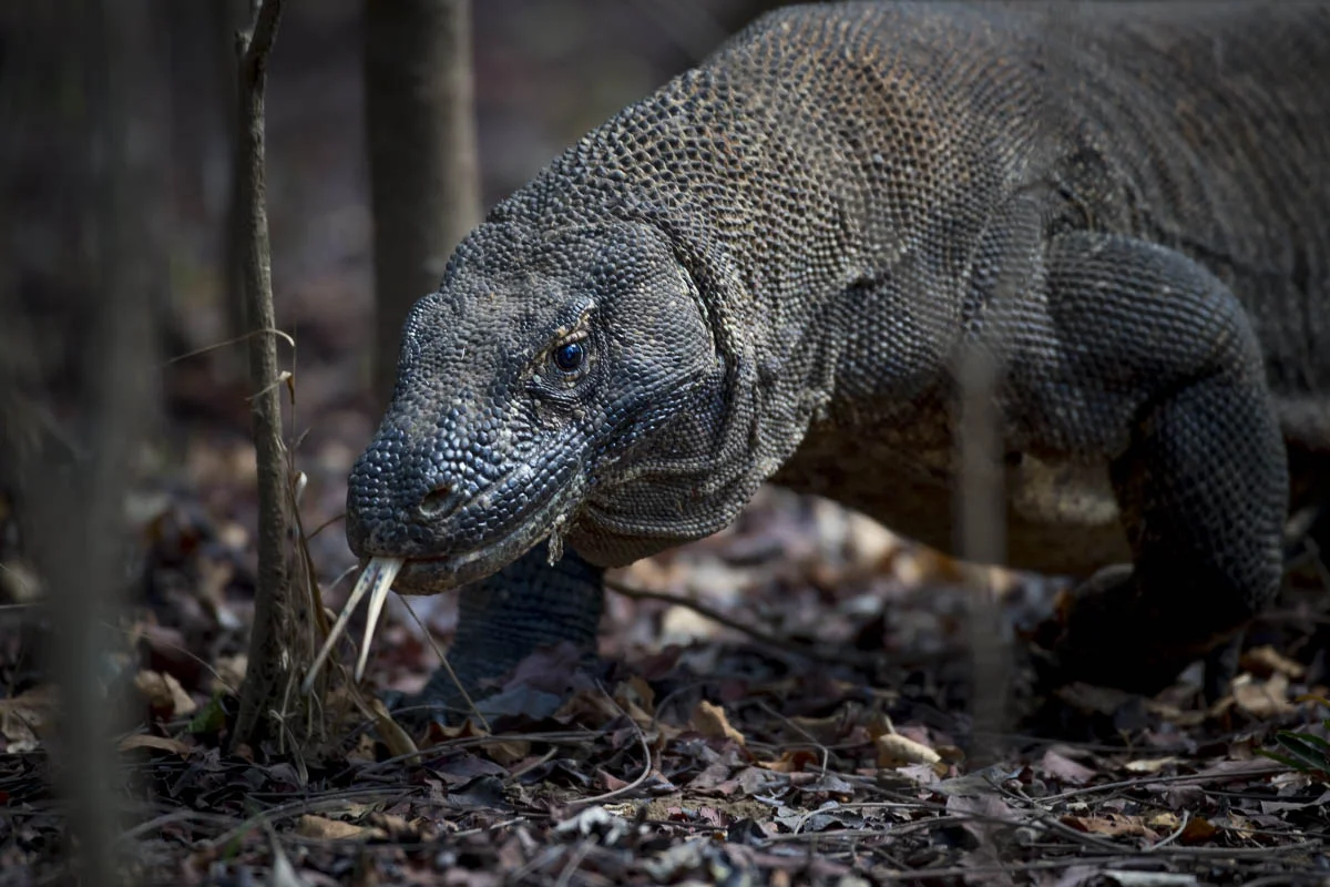Комодский варан (лат. Varanus komodoensis). Национальный парк Комодо, остров Комодо, Индонезия
