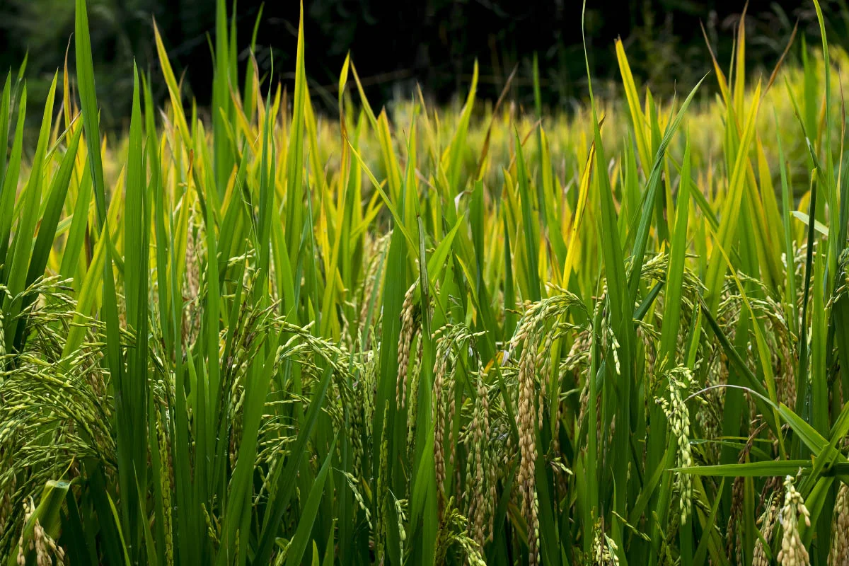 Sa Pa, Lào Cai province, Vietnam