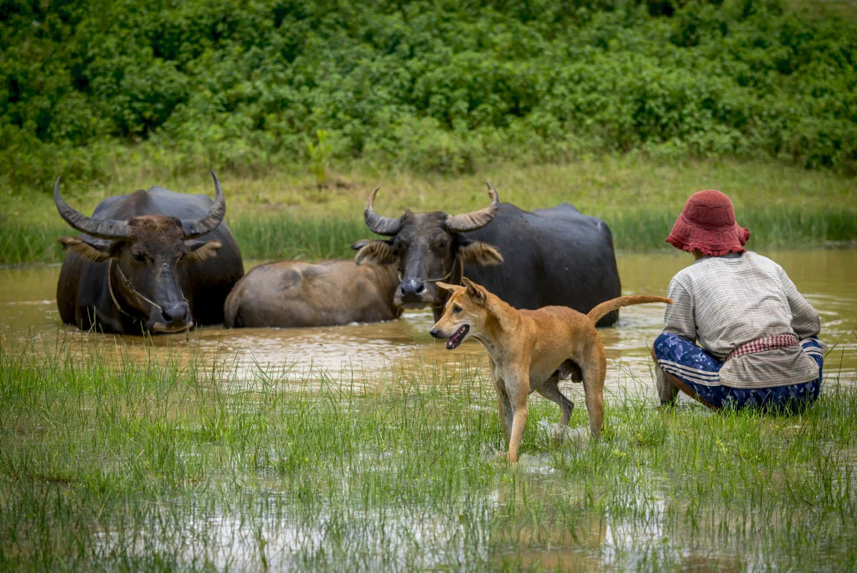 Asian water buffalo in northern Cambodia
