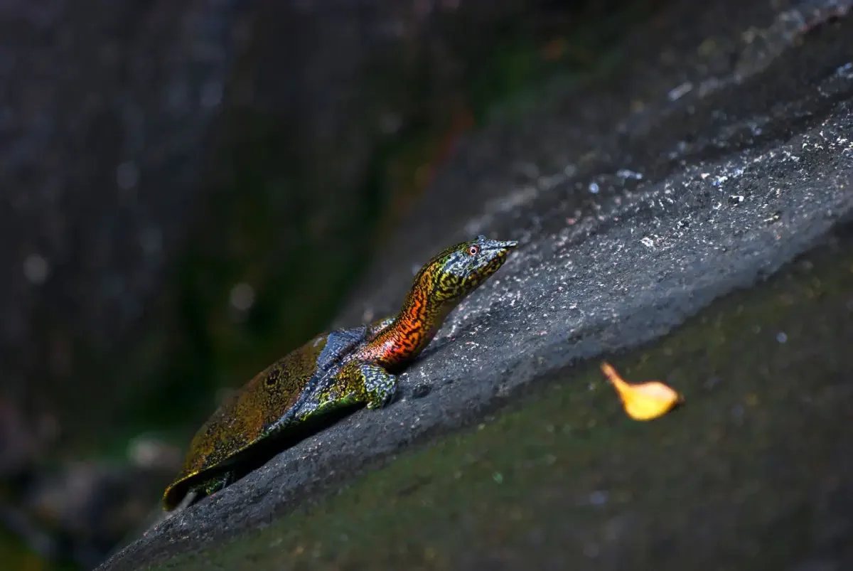 Malayan turtle (latin. Malayemys subtri-juga). Langkavi island, Malaysia