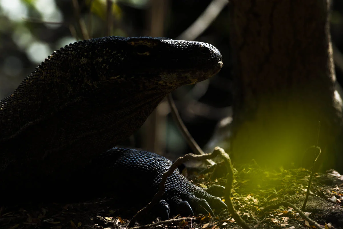 Комодский варан (лат. Varanus komodoensis). Национальный парк Комодо, остров Комодо, Индонезия