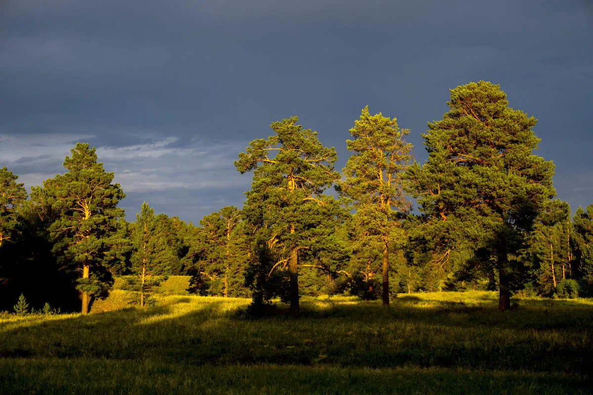 Ribbon forest, Eastern Kazakhstan