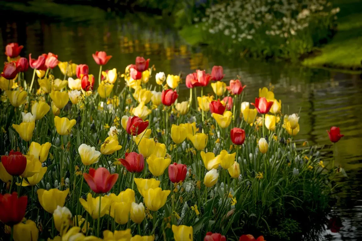 Park of tulips Keukenhof. Lisse, Nederland