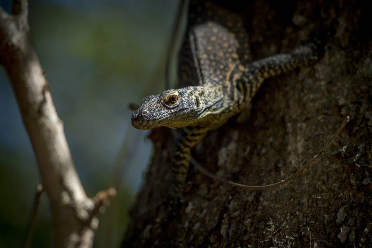Komodo National Park, Rinca Island, Indonesia