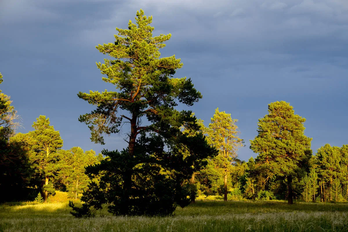 Ribbon forest, Eastern Kazakhstan