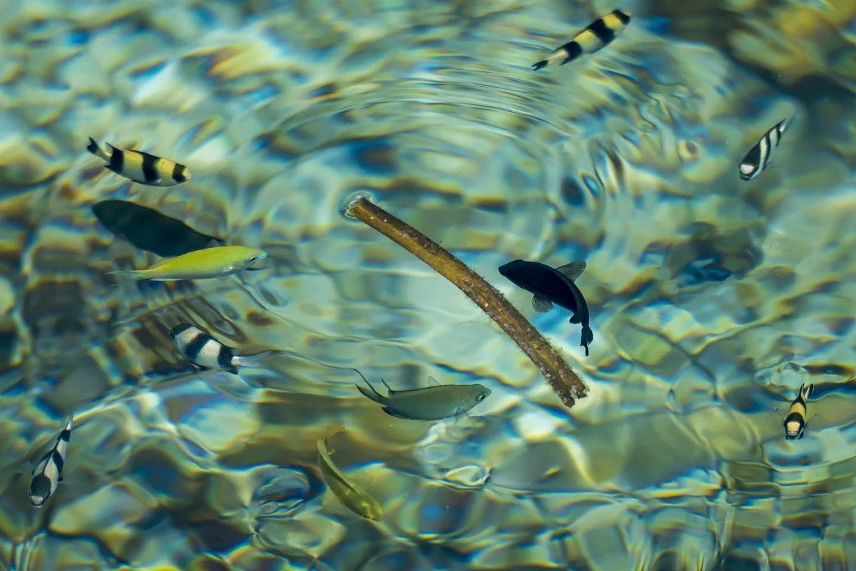 Underwater fauna of the Komodo Islands