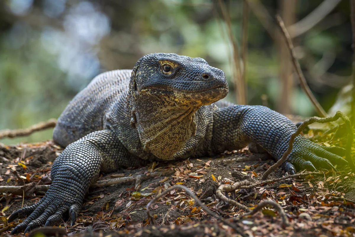 Комодский варан (лат. Varanus komodoensis). Национальный парк Комодо, остров Комодо, Индонезия