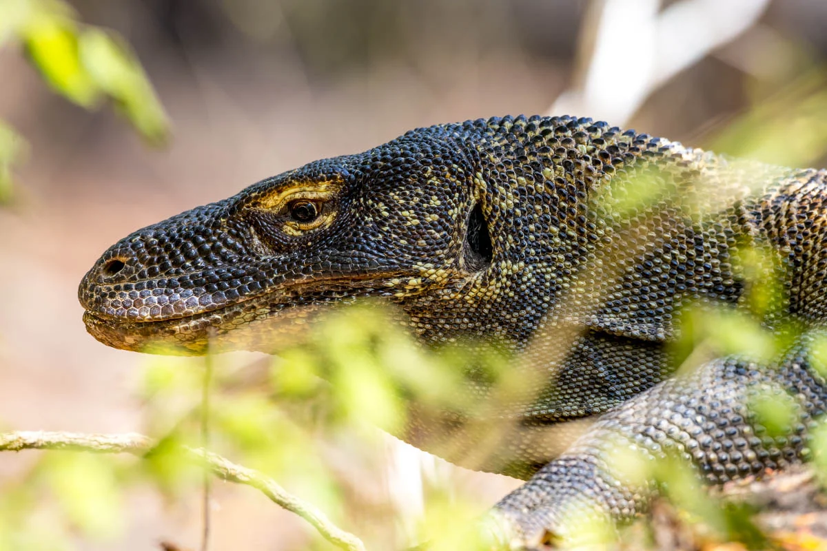 Комодский варан (лат. Varanus komodoensis). Национальный парк Комодо, остров Комодо, Индонезия