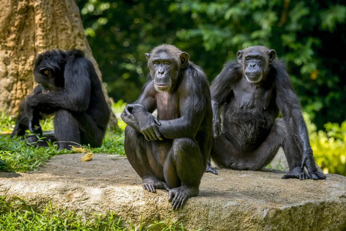 Singapore Zoo