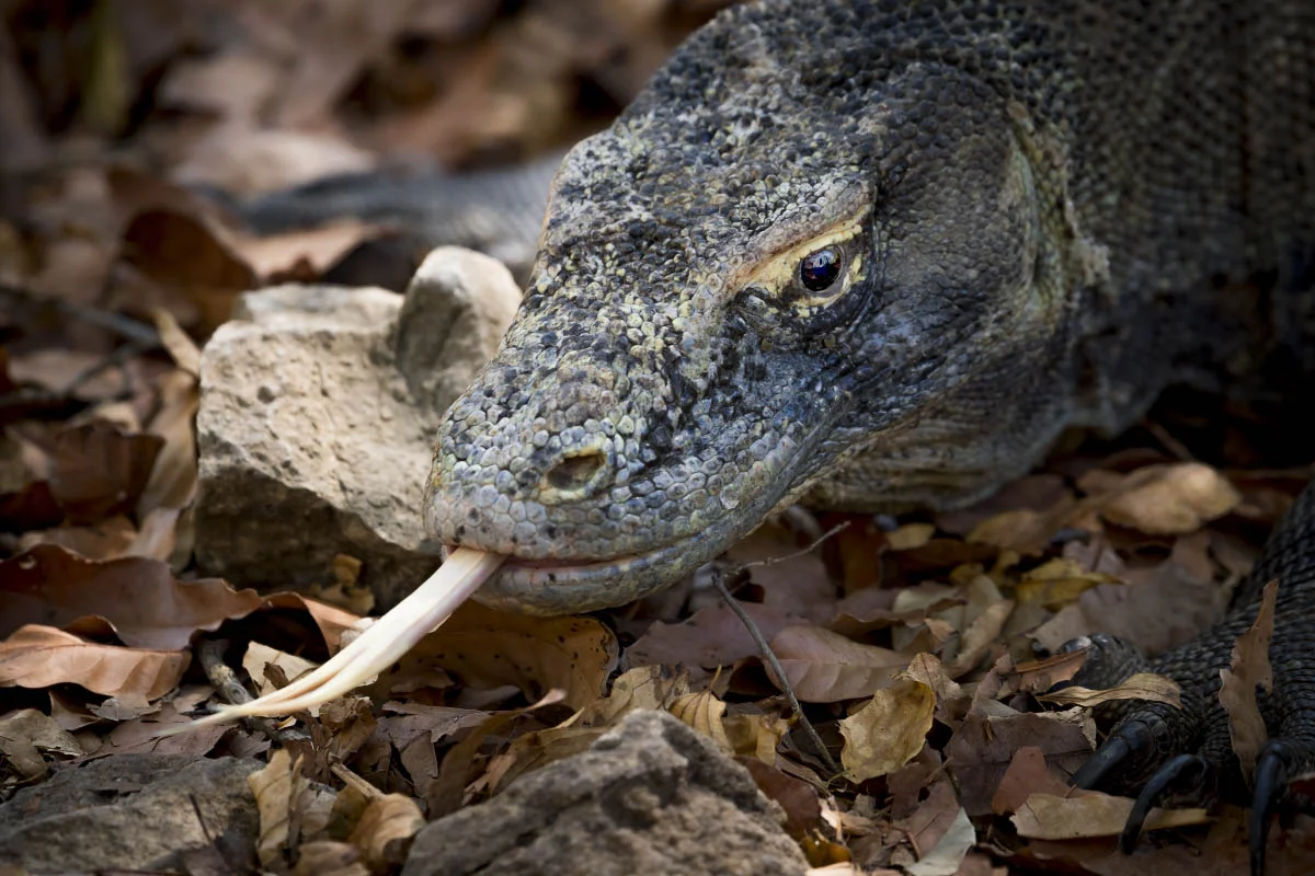 Комодский варан (лат. Varanus komodoensis). Национальный парк Комодо, остров Комодо, Индонезия
