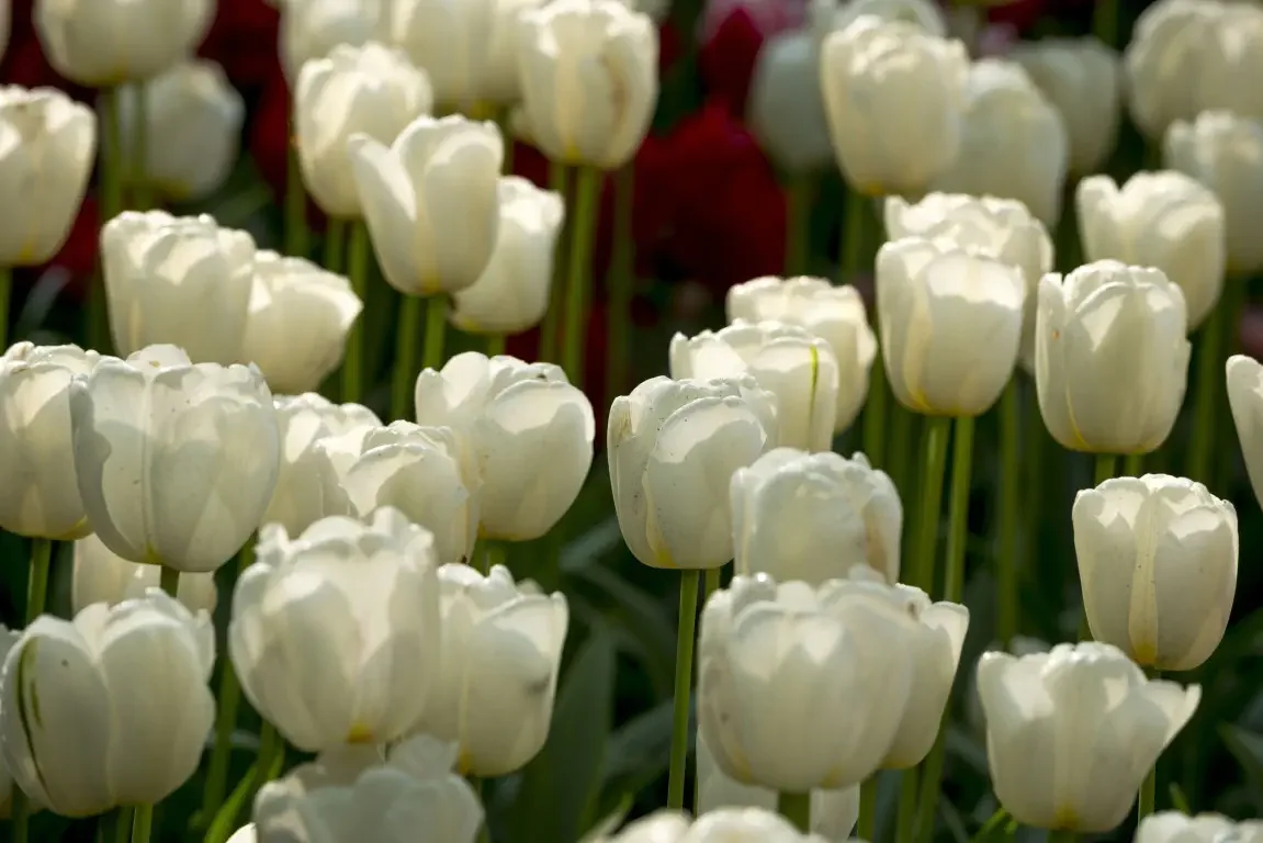 Park of tulips Keukenhof. Lisse, Nederland