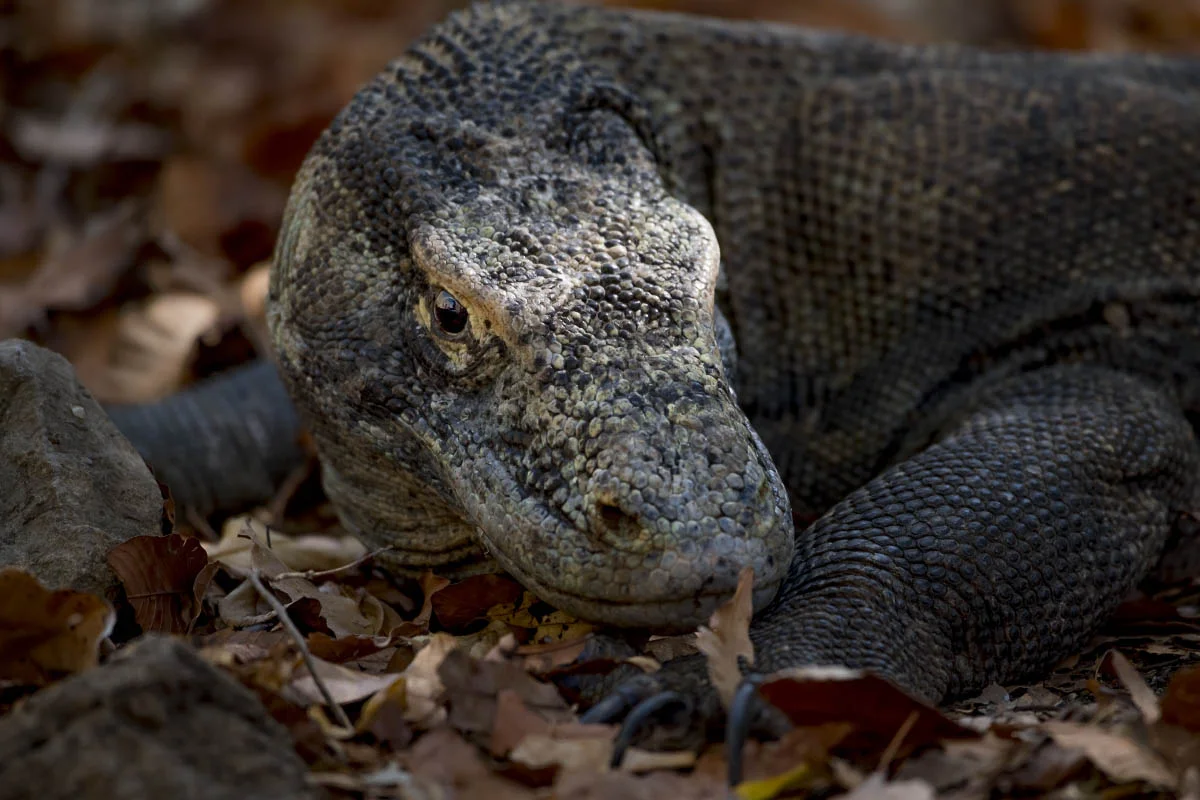 Komodo dragon (lat.Varanus komodoensis). Komodo National Park, Komodo Island, Indonesia