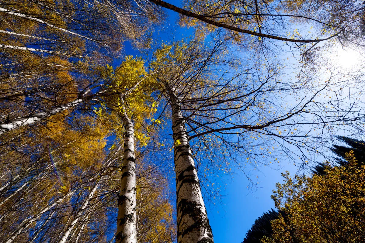 Autumn in the Northern Tien Shan