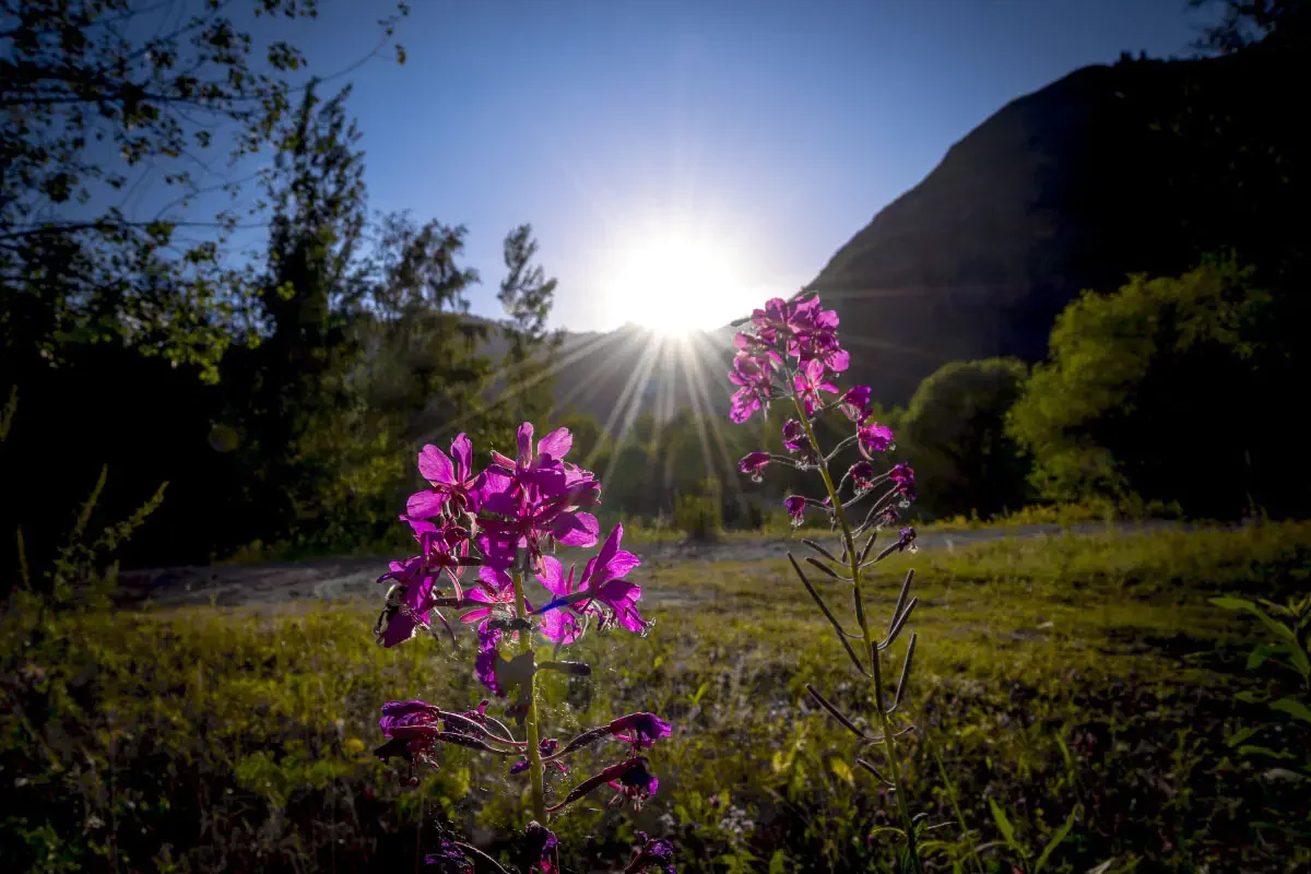Summer in the Northern Tien Shan