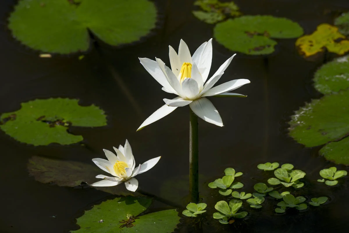 Кувшинка (лат. Nymphaea Conqueror). Остров Бали, Индонезия