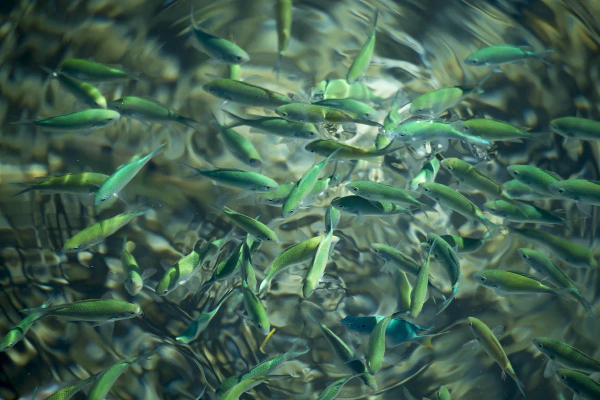 Underwater fauna of the Komodo Islands