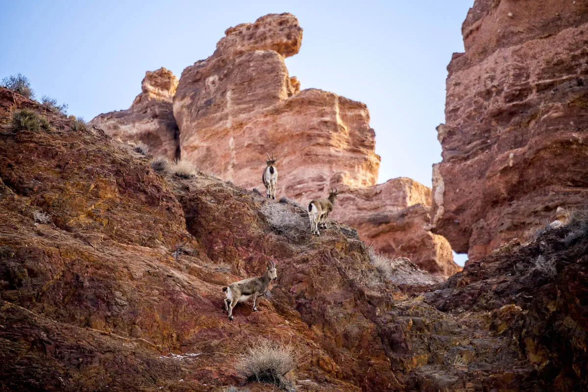 Charyn Canyon. South-East Kazakhstan