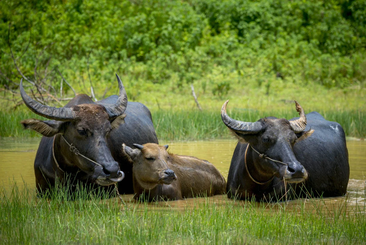 Asian water buffalo in northern Cambodia