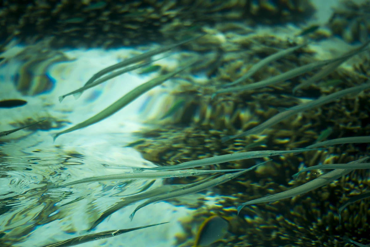Underwater fauna of the Komodo Islands