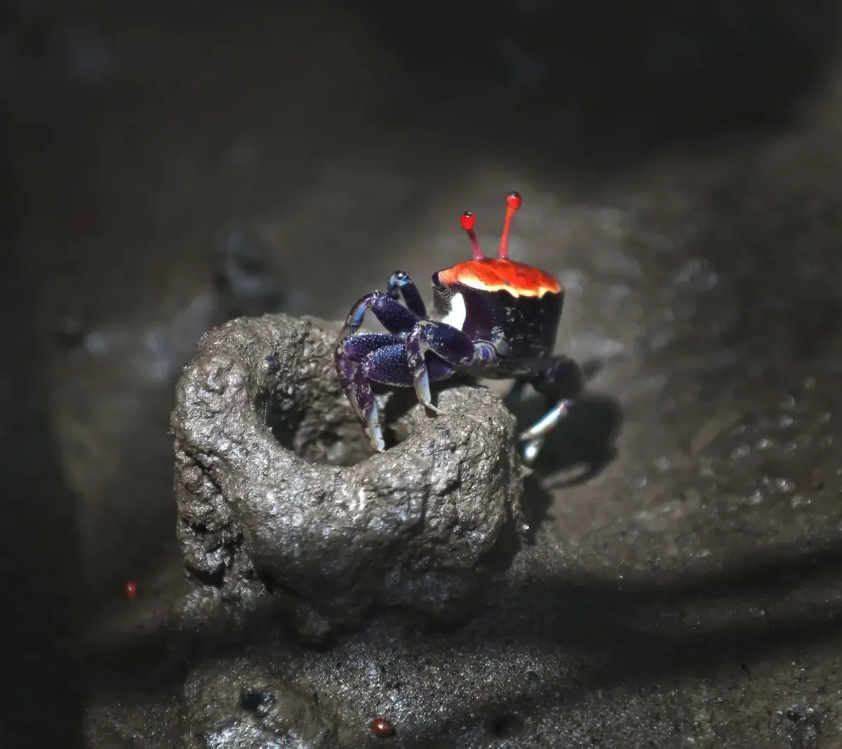 Mangrove crab (latin.Sesarmidae). Langkavi island, Malaysia