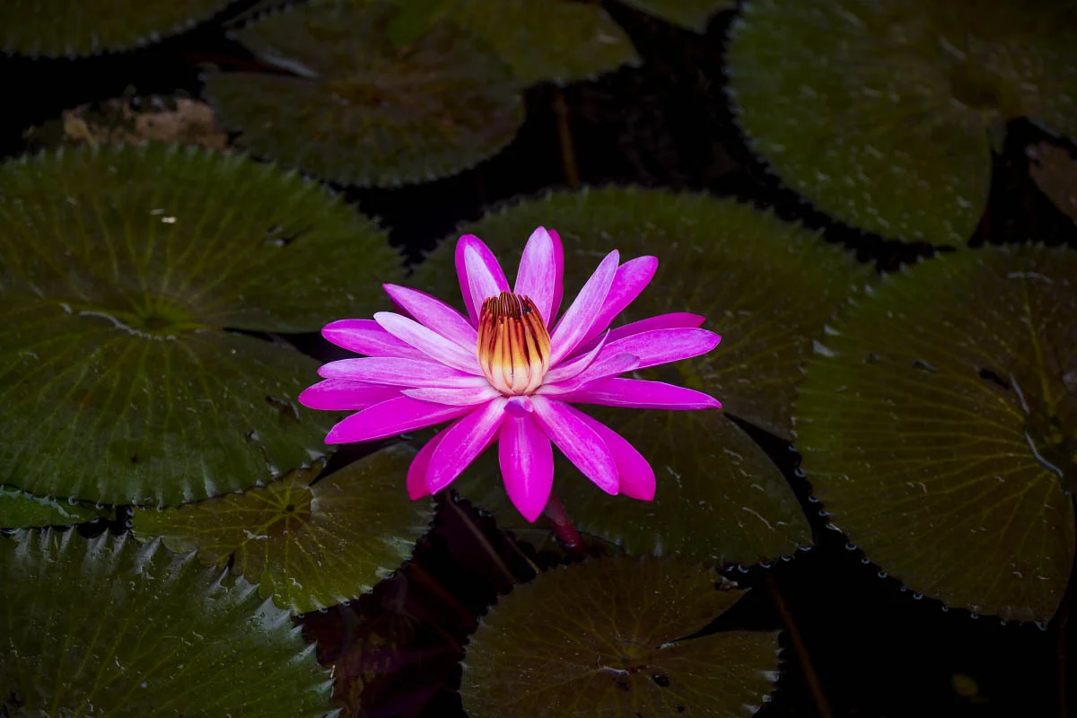 Кувшинка (лат. Nymphaea Conqueror). Остров Бали, Индонезия