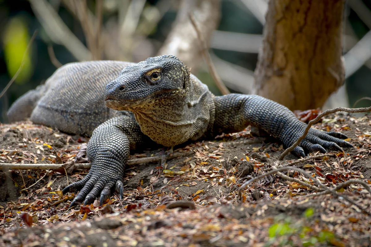 Komodo dragon (lat.Varanus komodoensis). Komodo National Park, Komodo Island, Indonesia