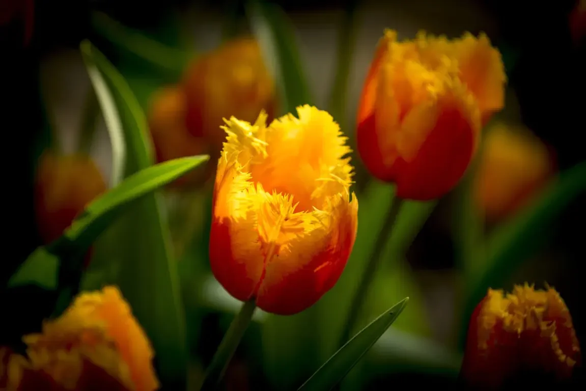 Park of tulips Keukenhof. Lisse, Nederland