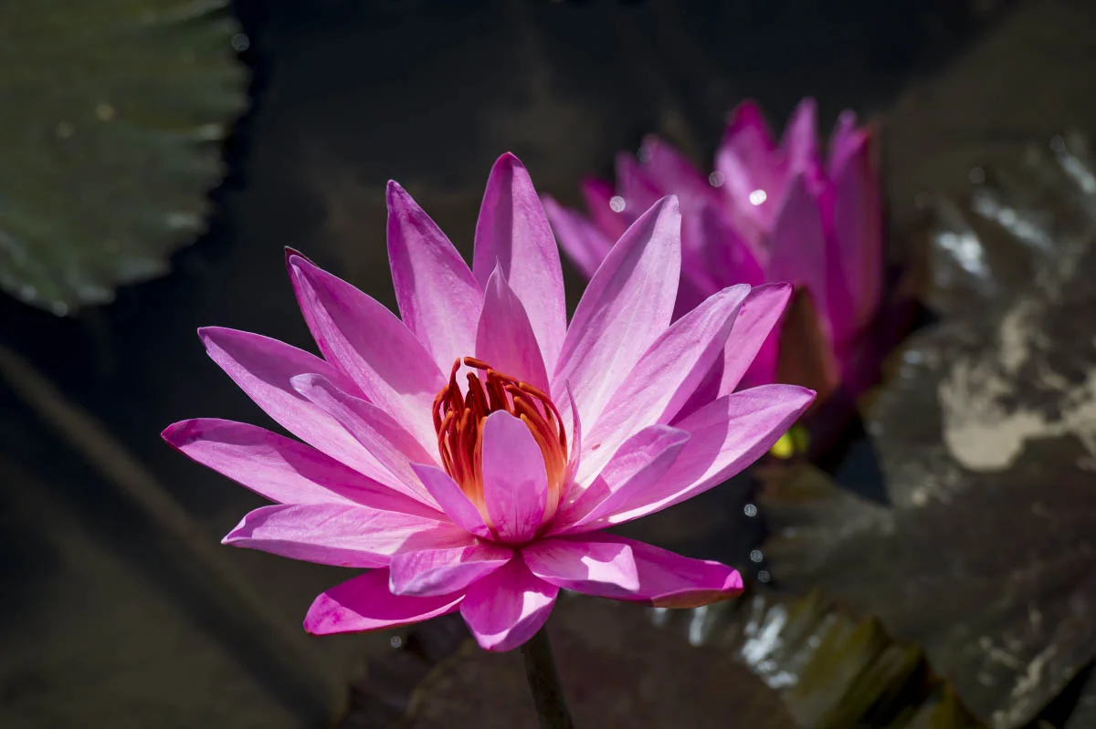 Nymphaea (lat. Nymphaea Conqueror). Bali island, Indonesia