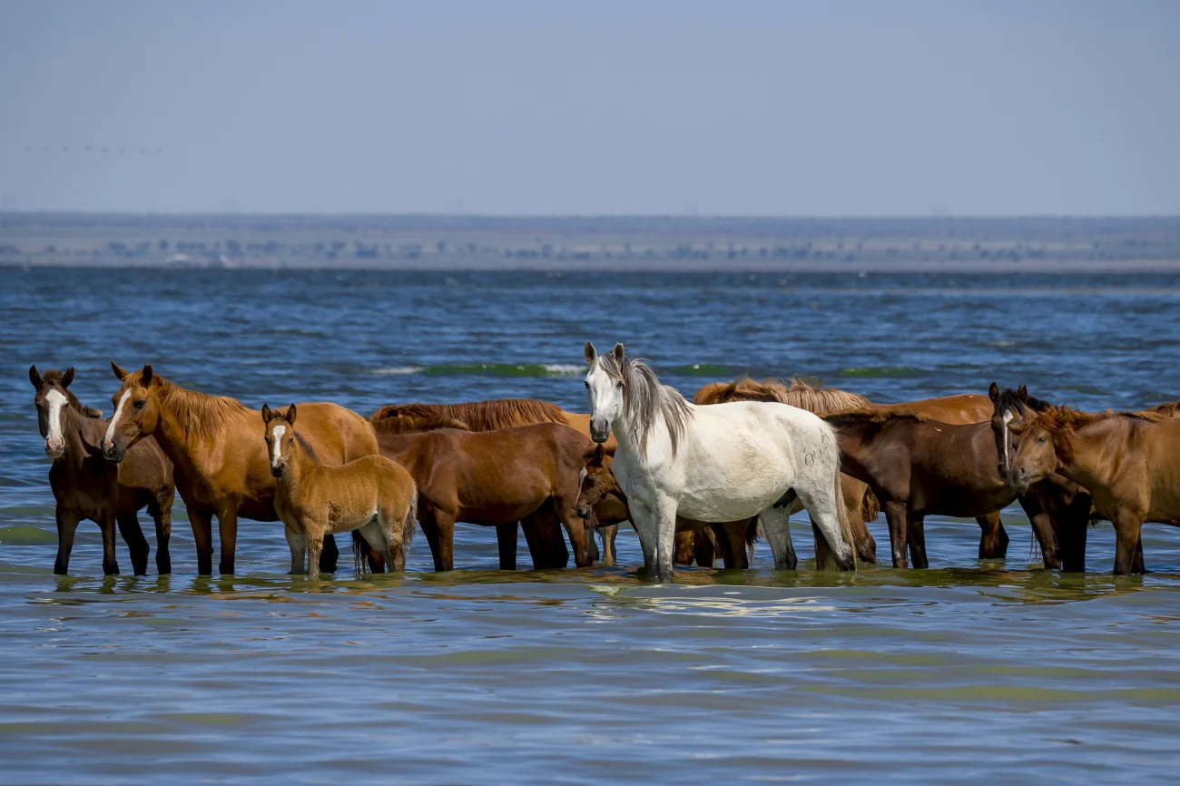 Horses on the lake. Southeast Kazakhstan