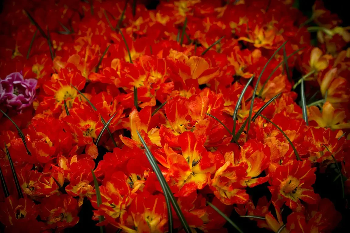 Park of tulips Keukenhof. Lisse, Nederland