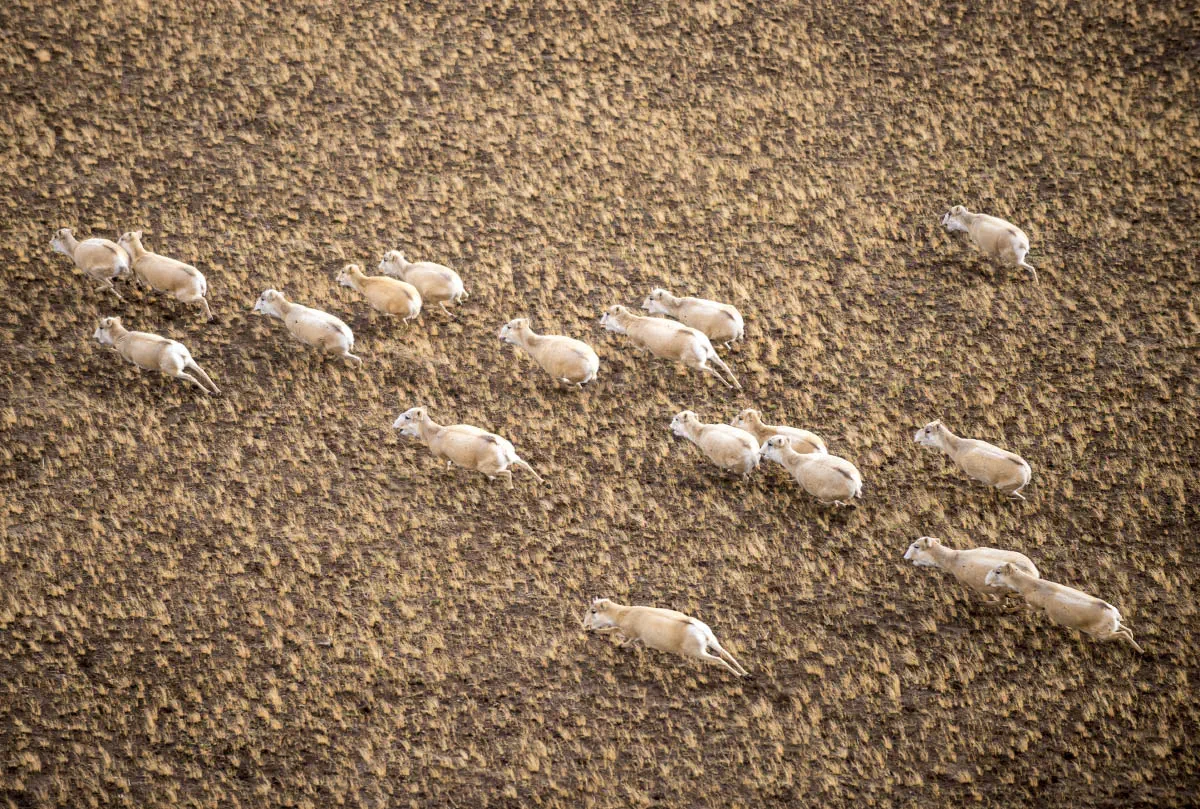 Saiga antelope (lat.Saiga tatarica). Korgalzhyn State Nature Reserve, Central Kazakhstan