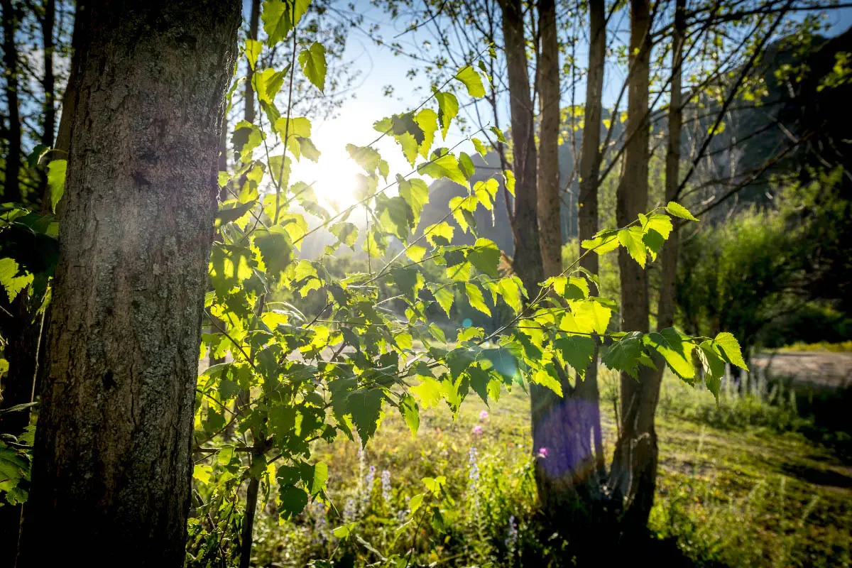 Summer in the Northern Tien Shan