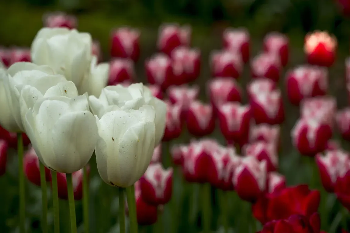 Park of tulips Keukenhof. Lisse, Nederland